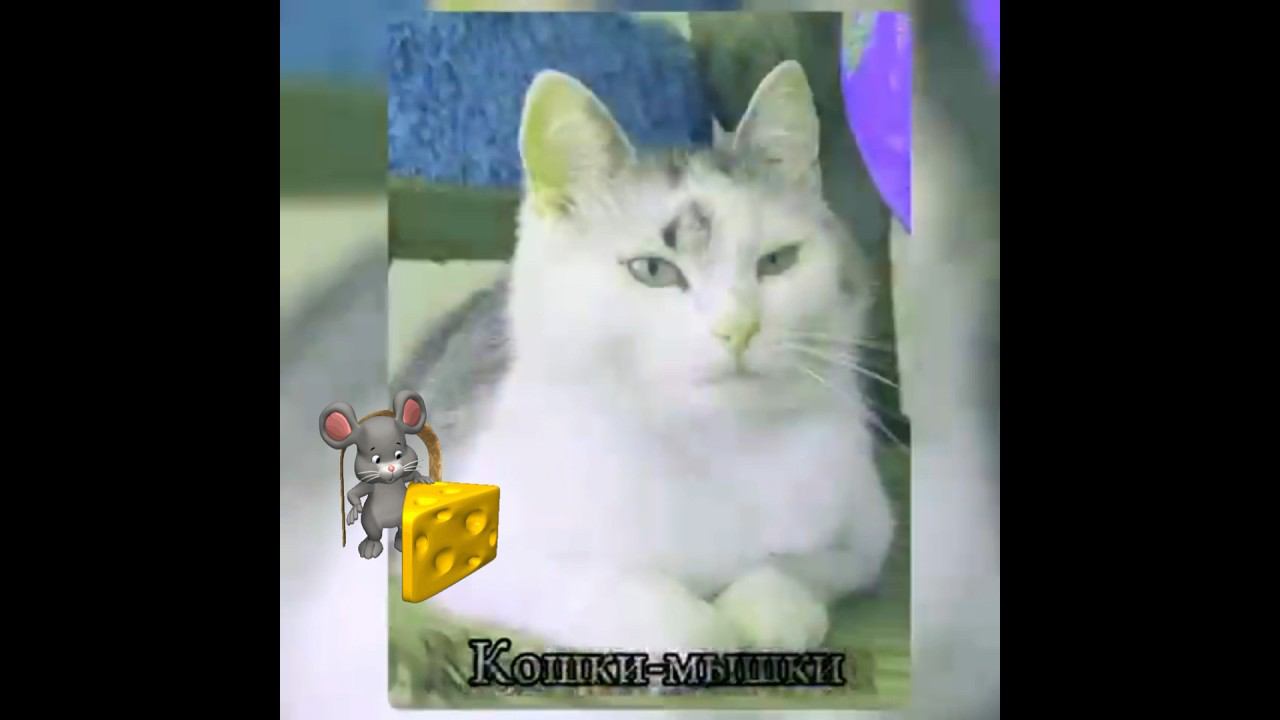 Кошки-Мышки #анукадавайка @anykadavaika смотреть онлайн