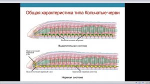 Биология. Подготовка к ОГЭ и ЕГЭ. Тип Кольчатые черви