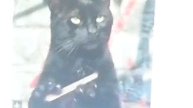 Котик точит ногти смотреть онлайн
