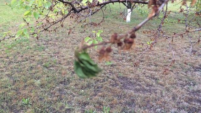 Монилиоз во всей красе,не мороз это не мороз смотреть онлайн