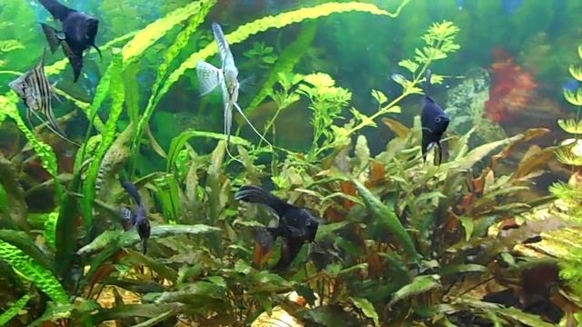 МОИ РЫБКИ..mp4 смотреть онлайн