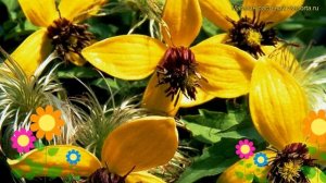 Клематис гибридный Голден Тиара. Краткий обзор, описание характеристик clematis Golden Tiara