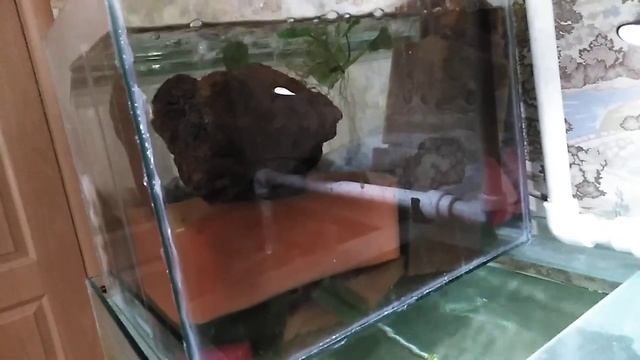 Кристально чистая вода, аквариум с дискусами и скаляриями . Участник конкурса смотреть онлайн