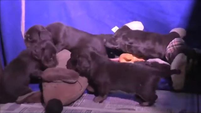 малышам 1 месяц - длиннички Из Страны Грёз смотреть онлайн