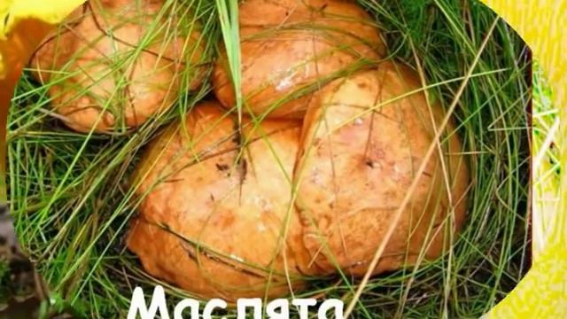 Какие грибы съедобные. Фотографии и названия смотреть онлайн