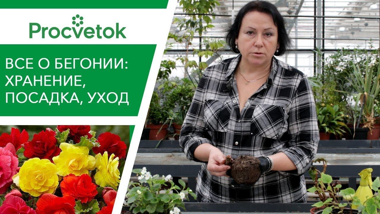Секреты выращивания БЕГОНИИ. Хранение зимой, посадка, уход