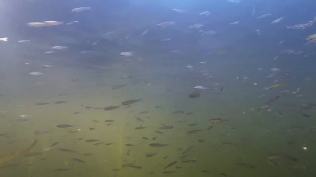 Flacksjö Raasepori смотреть онлайн