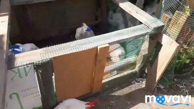 Жара. Падёж Бройлеров. смотреть онлайн