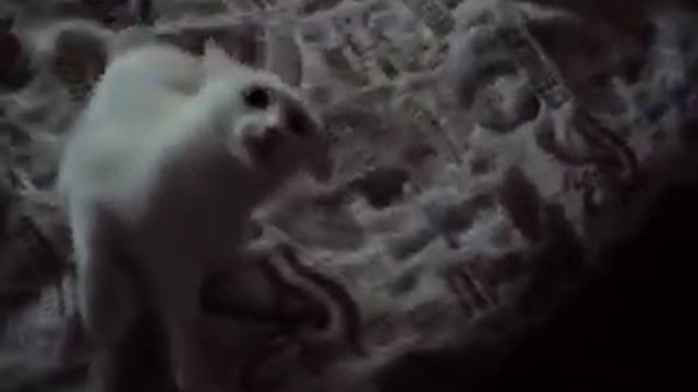 Кот быкует смотреть онлайн