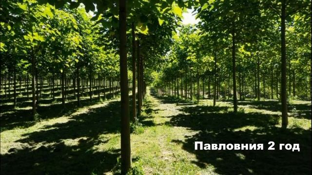 Нефтяная скважина - дерево Павловния смотреть онлайн
