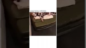 Смешные коты с озвучкой! 😂😂😂 Угарные моменты и приколы с котами!