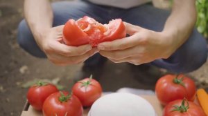 Знову дивимось на томат Мануса RZ F1