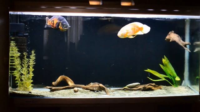 Астронотусы Аквариумные рыбки смотреть онлайн