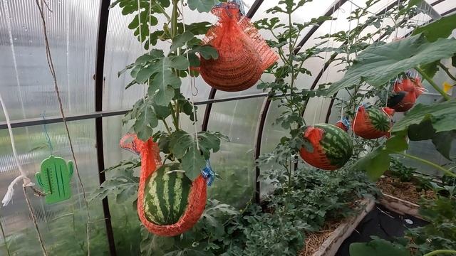 Выращивание арбузов в средней полосе, Нижегородская область, 23 июля 2023 год смотреть онлайн