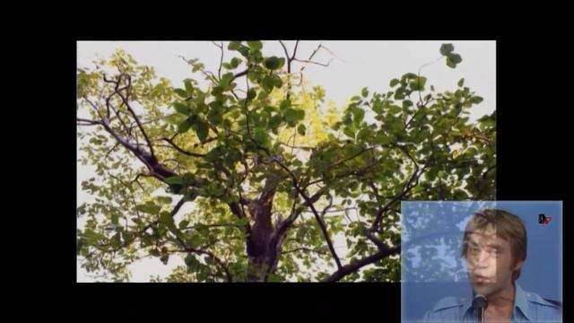 Высоцкий "Почему аборигены съели Кука" смотреть онлайн