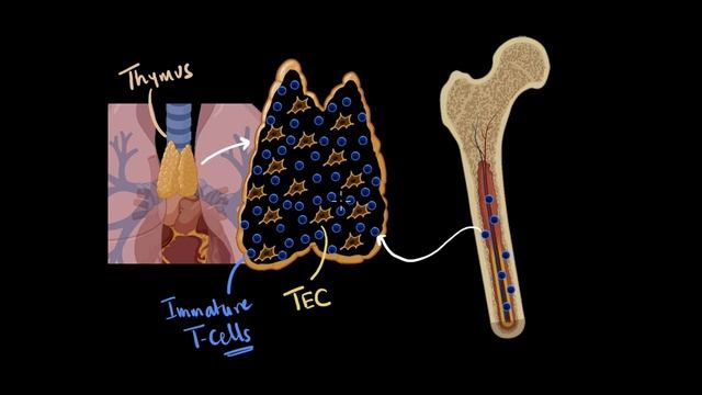 Thymus & thymosin | chemical coordination | Biology class 11 | Khan Academy смотреть онлайн