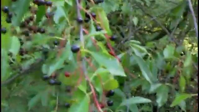 Ягоды Церападуса 05 sep 2017 sleep cer смотреть онлайн