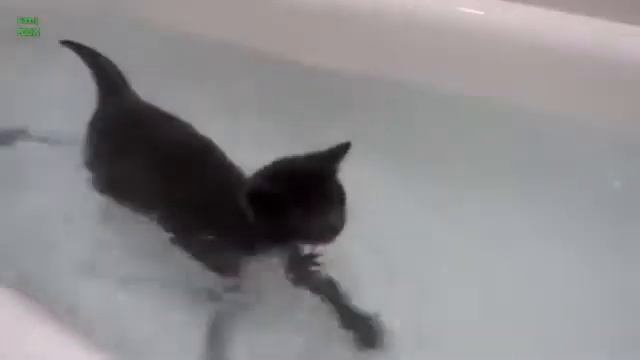 Самые Весёлые Кошки Коты,которые любят Воду!!! Лучшая Подборка видео! смотреть онлайн