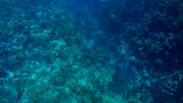 Zahabia Beach Snorkeling / Пляж отеля Захабия, Хургада / 11.2019