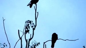 настя полева   на небе вороны