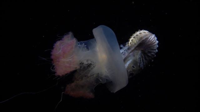 Anilao Blackwater April 2023 смотреть онлайн