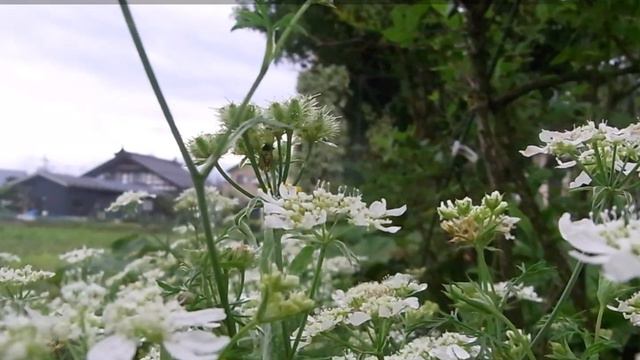Orlaya Grandiflora 'White Lace'