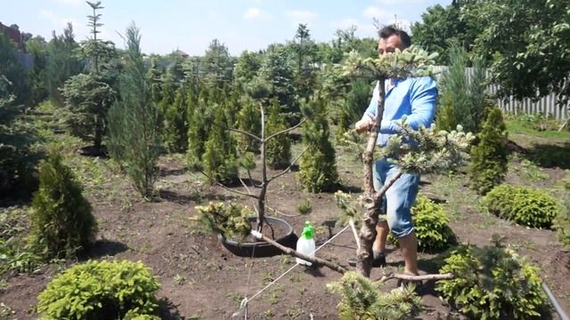 внесение удобрений для хвойников,обработка от соснового пилильщика, обработка цирконом смотреть онлайн