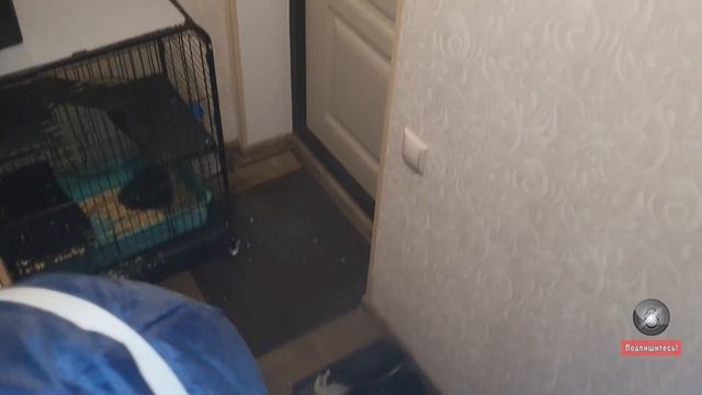 Дезинфекция от тараканов, которые бегут от бабушки-соседки. Раменки, Москва. смотреть онлайн