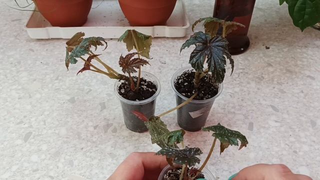 Мой трехголовый Грифон с Авито. Часть 1.Бегония Грифон. смотреть онлайн