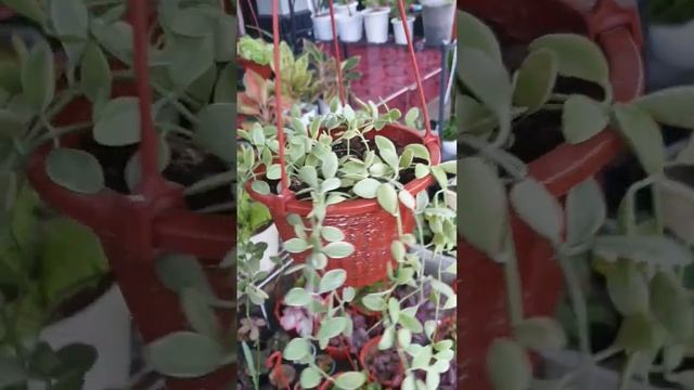 Si Cantik Dischidia Variegata смотреть онлайн