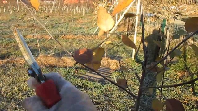 Обрезка яблони с сильным укорачиванием новых побегов. смотреть онлайн