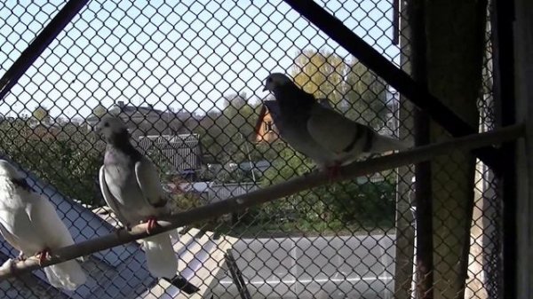 Камешково Владимирская обл. 2020 октябрь Дадонов Владимир Фёдорович