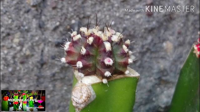 MOON CACTUS COLLECTION смотреть онлайн