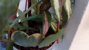 #Хоя Керри(Сердечко) из Листа-Возможно ли Вырастить Полноценное Растение???