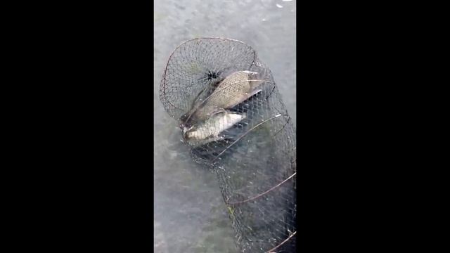 карп на поплавочную удочку/ озеро Жукей смотреть онлайн