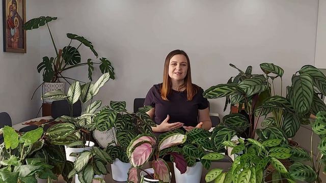 Co musisz wiedzieć nim kupisz te rośliny CALATHEA, MARANTA‼Odmiany,pielęgnacja, szkodniki. смотреть онлайн