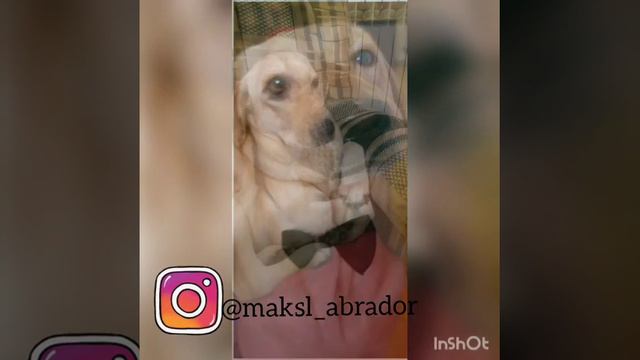 Как менялся лабрадор макс смотреть онлайн