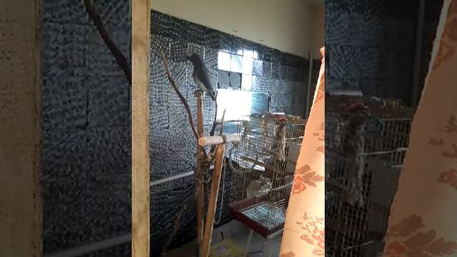 Жако бурохвостый смотреть онлайн