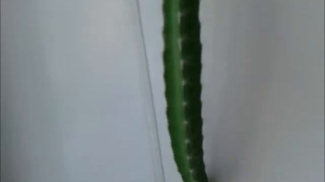 Питайя ( спустя 1 год после формирования) смотреть онлайн