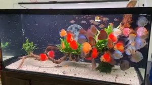 Аквариум с дискусами и скаляриями от Ộc Trọng Nghiêm