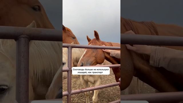 Для чего нужны лошади на американском ранчо? #сша #сшавлог #америка #travelblog смотреть онлайн