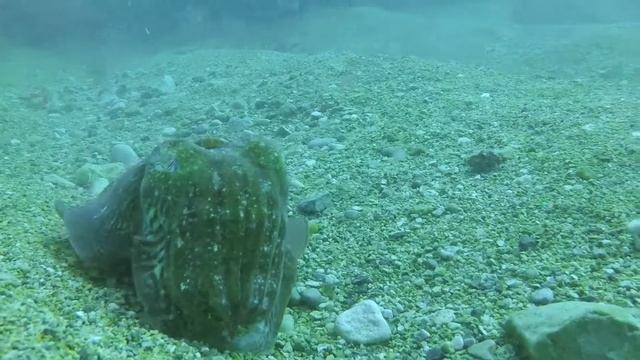 Common cuttlefish (Sepia officinalis) смотреть онлайн