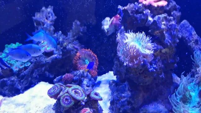 Rock Flower Anemone Review