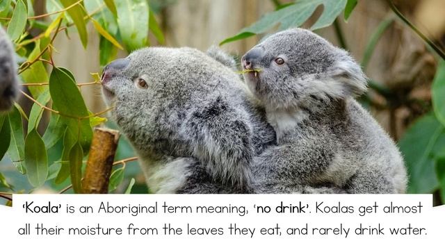 10 Amazing Koala Facts for kids смотреть онлайн