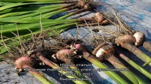 В какие сроки проводить выкапывание  нарциссов