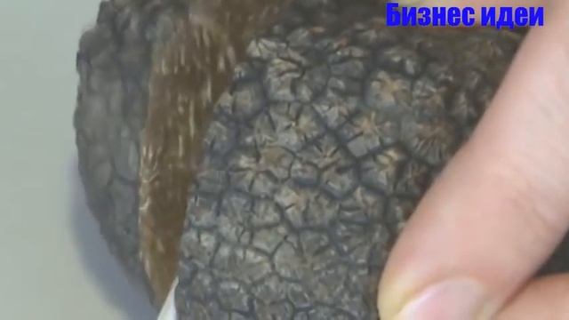 ВЫРАЩИВАНИЕ ТРЮФЕЛЕЙ КАК БИЗНЕС ИДЕЯ смотреть онлайн