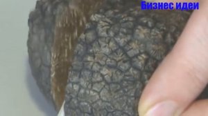 ВЫРАЩИВАНИЕ ТРЮФЕЛЕЙ  КАК БИЗНЕС ИДЕЯ