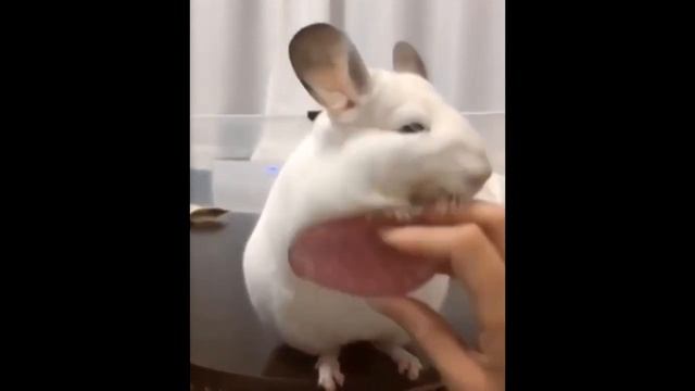 Самые смешные животные в мире/ Приколы с животными 2021/ МЫШКА СОСИСКА смотреть онлайн