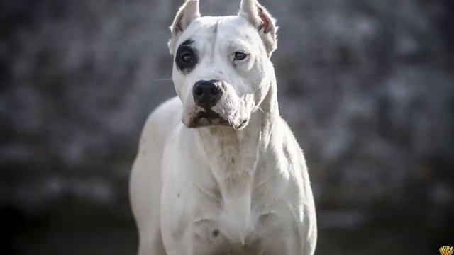 Аргентинский Дог против Рыси - кто победит? смотреть онлайн