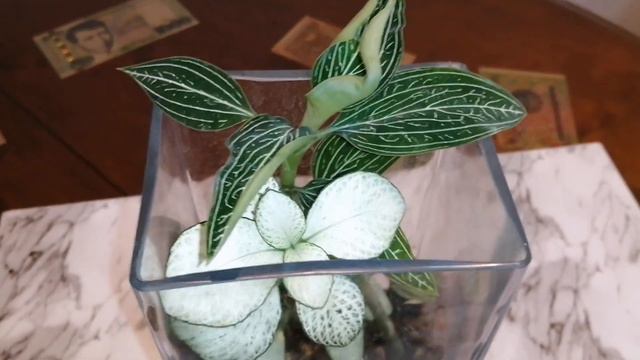 Драгоценная орхидея, как подружилась с ней 🤗😉 смотреть онлайн